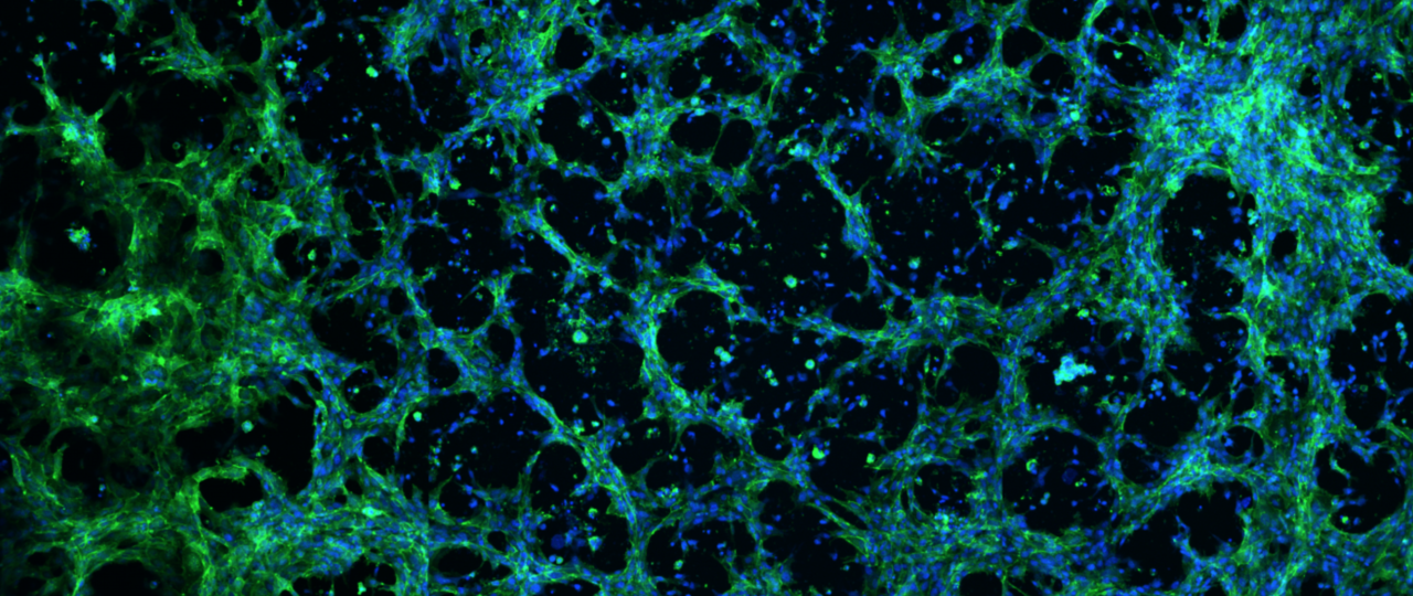 Synthetic alternatives to Matrigel for toxicity screening and stem cell expansion